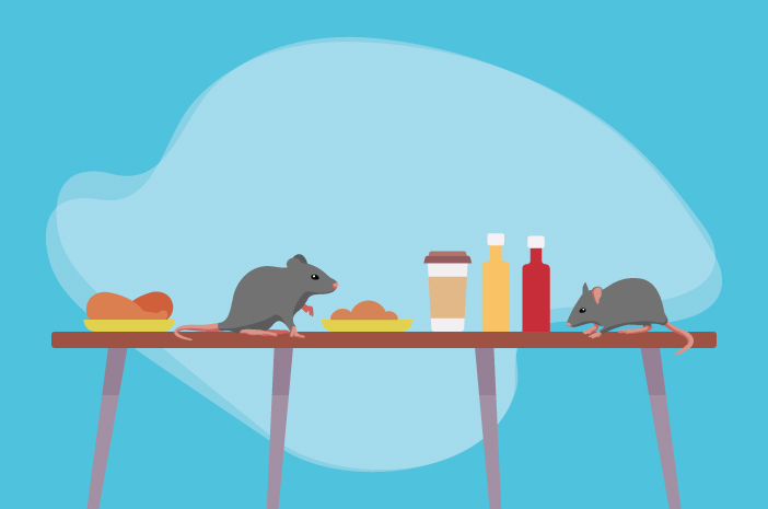 Apa Itu Leptospirosis? Gejala, Penyebab dan Mengobati!