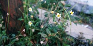 19 Jenis Tanaman Liar Yang Namun Bermanfaat Sebagai Obat